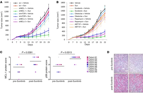 Figure 9. Modulation of MCL-1 levels and mTOR activity determines response to sunitinib in vivo and correlates with patient response