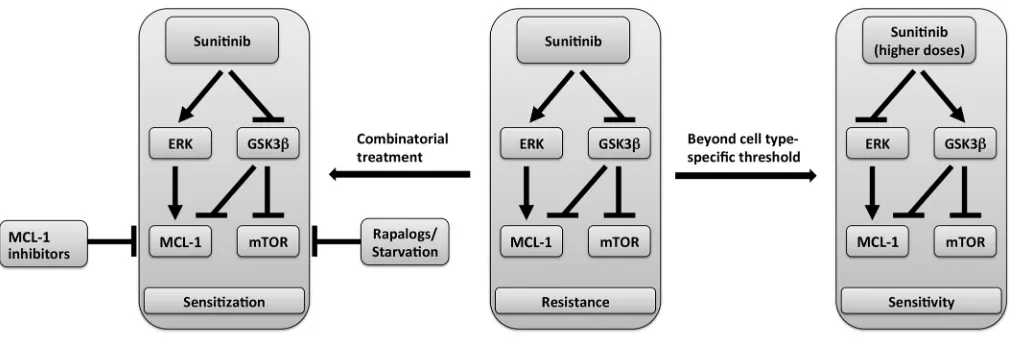 Figure 10. Model of sunitinib-induced dual modulation of molecular targets and correlation with response