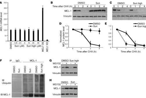 Figure 5. Sunitinib modulates proteasome-mediated degradation of MCL-1. (A) MCL1 mRNA levels assessed by real-time qPCR in HCT116 cells treated as indicated