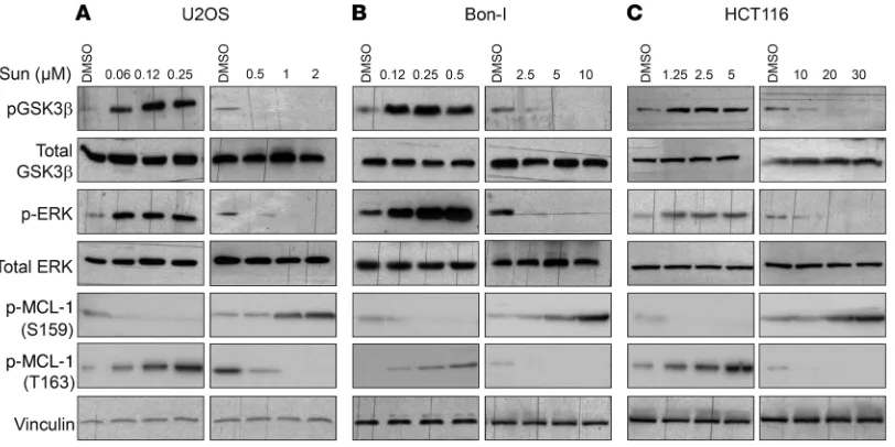 Figure 6. Dual, concentration-range–dependent effect of sunitinib on GSK3β and ERK activity and MCL-1 phos phorylation