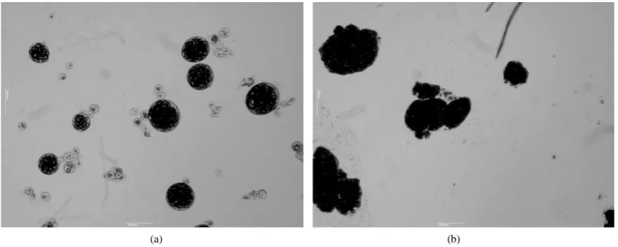 Figure 1. Micrographs of the Acrocomia aculeata oil microcapsules coacervated with gum arabic and gelatin