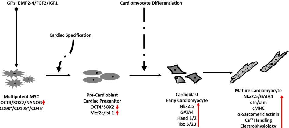 Figure 1. Illustration of expected stages of cardiomyogenesis in MSCs following GF treatment