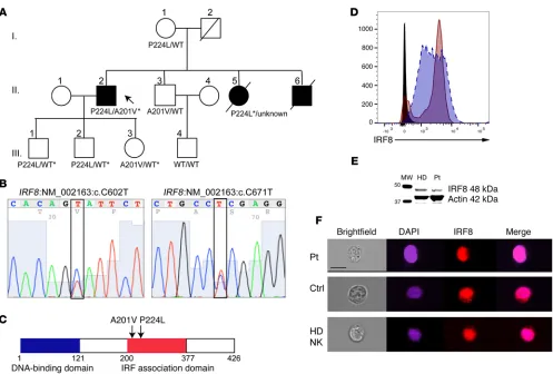 Figure 1. Linkage analysis of IRF8 compound heterozygous mutations in familial NKD and genetic confirmation of mutation