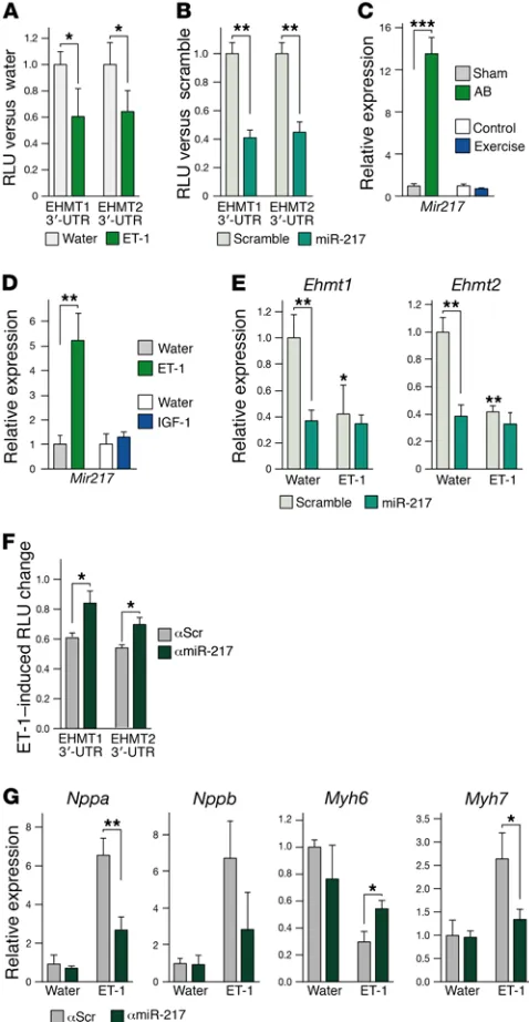 Figure 7. Downregulation of Ehmt1/2 by miR-217 is required for hyper-trophy induction in vitro