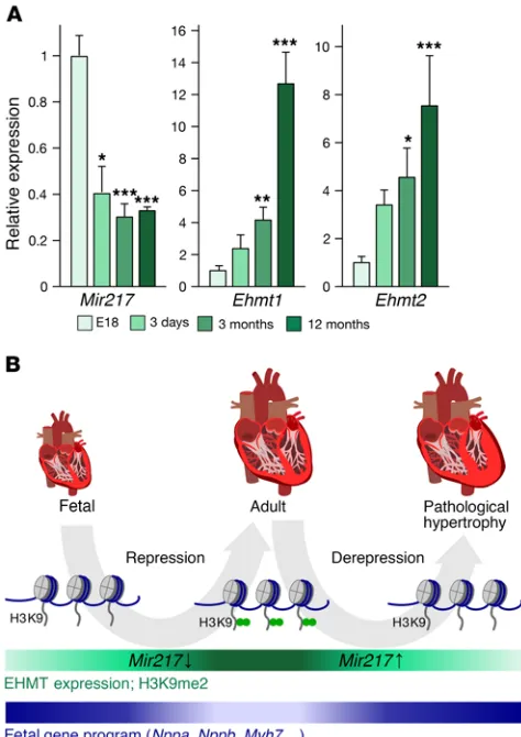 Figure 9. Gain of Ehmt1/2 expression and loss of miR-217 during CM matu-ration. (A) qRT-PCR showing expression of Ehmt1, Ehmt2, and Mir217 in CMs isolated from rats at the indicated ages, relative to E18