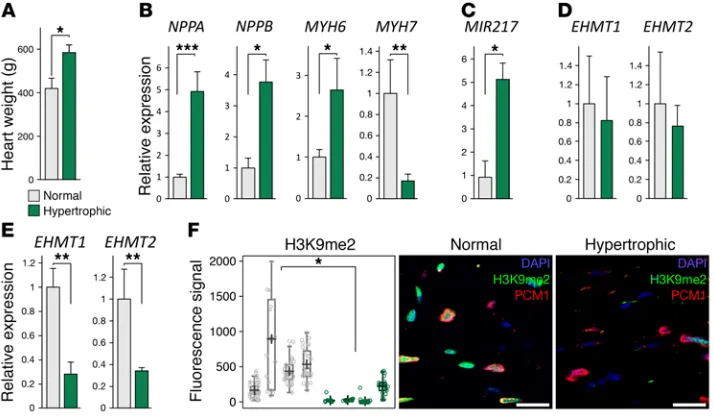 Figure 10. Loss of EHMT1/2 expression and H3K9me2 in human hypertrophic 