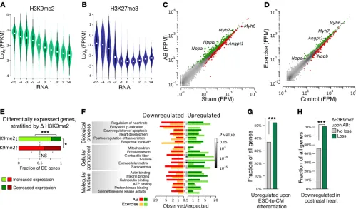 Figure 3. Hypertrophy-associated transcriptomic changes in flow-sorted rat CMs. ((each bared ontological terms significantly enriched among genes significantly up- or downregulated in PCM1the genes that were significantly upregulated (green) and downregula