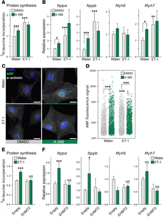 Figure 5. Suppression of EHMTs induces hypertrophy in vitro. (A and B) Protein synthesis (A) and qRT-PCR for Nppa, Nppb, Myh6, and Myh7 (B) in primary NRVMs exposed for 48 hours to ET-1 or vehicle (water) and in response to EHMT1/2 inhibi-tion (A-366)