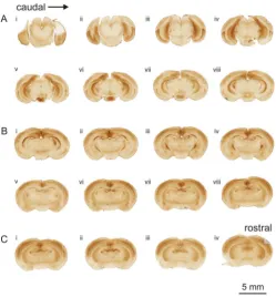 Figure 2. Comparison of mGluR2 labeling from caudal and rostral cortical sections. (A) In the caudal sections, mGluR2 labeling was found most heavily expressed in ventral cortical regions, particularly the entorhinal cortical areas