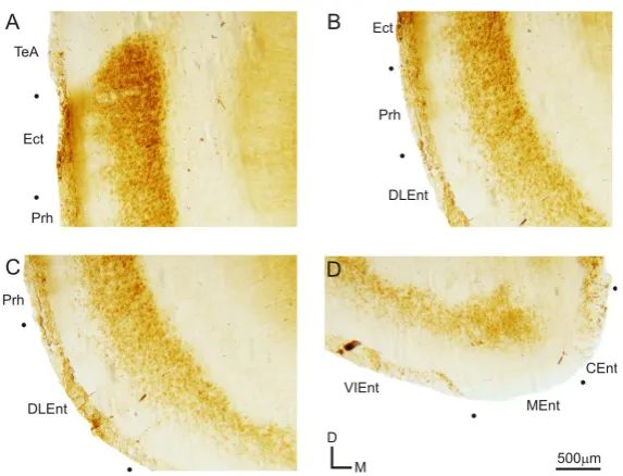 Figure 4. Expression of mGluR2 in sensory cortical areas. (A) Labeling in the primary visual cortex (V1); (B) Labeling in the primary auditory cortex (A1)