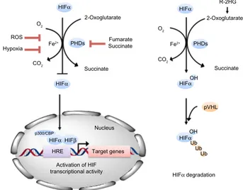 Figure 1 PHDs are 2OG-dependent dioxygenases that regulate the stability of HiFα. in the presence of oxygen, PHDs post-translationally hydroxylate a prolyl residue in the NODDD and CODDD of HiFα subunits, which leads to its interaction with pvHL and ubiqui