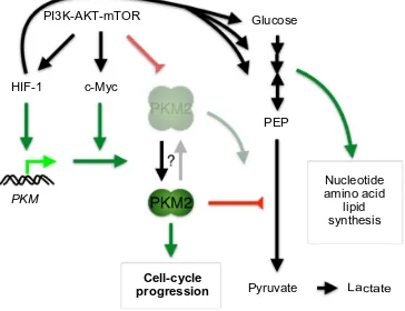 Figure 2 Role of hypoxia-inducible factor 1 (HiF-1) in regulating bioenergetics and biosynthesis through the induction of pyruvate kinase M2 (PKM2) in proliferating cancer cells.Notes: increased HiF-1 expression through oncogenic signaling not only promote