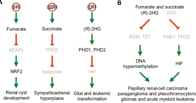 Figure 3 Pathways of FH, SDH, and iDH mutations leading to tumorigenesis. Notes: (A) FH, SDH, iDH mutations result in the accumulation of fumarate, succinate, and (R)-2HG, respectively