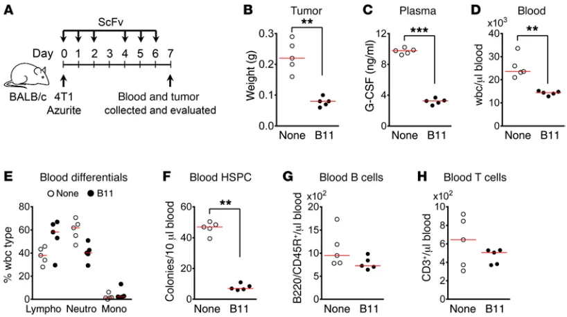 Figure 7. Ephrin B2 neutralization has antitumor activity. (0 received 6 doses of scFv B11 antibody