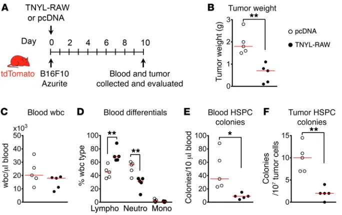 Figure 8. Ephrin B2/EPHB4 blockade reduces B16F10 tumor growth. s.c. into syngeneic tdTomato mice transduced with TNYL-RAW or pcDNA vectors (day 0)