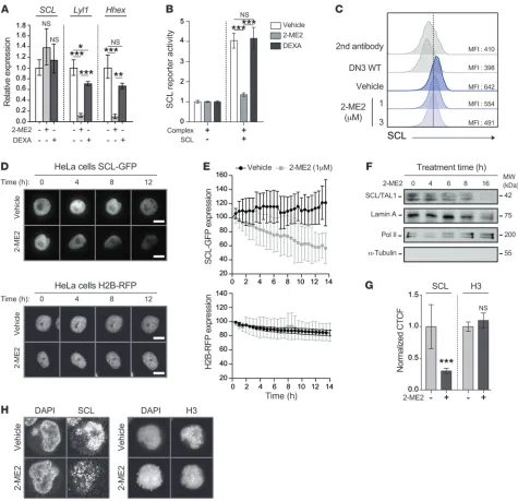 Figure 4. 2-ME2 inhibits the accumulation of SCL protein. (A) Pre-LSCs from SCLtgLMO1tg thymocytes were treated with 2-ME2 (1 μΜ) or DEXA (5 nM) for 16 hours, and mRNA levels of SCL and SCL target genes Lyl1 and Hhex were determined by quantitative RT-PCR 