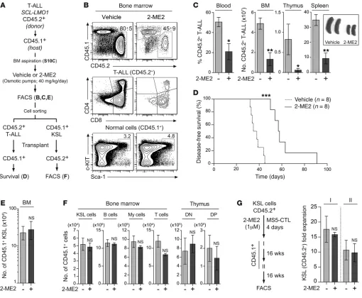 Figure 6. 2-ME2 inhibits T-ALL development without affecting HSC functions in vivo. ((Kaplan-Meier survival curve of secondary CD45.1transplantation (nand CD45.1A) Experimental procedure to study the in vivo effect of 2-ME2 on T-ALL development and HSC fun
