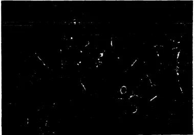 Figure 4. P.K.-15 cells, (+) Phase contrast, 40X objective lens, N.A. 0.65. (Total magnification approximately 640 times) 