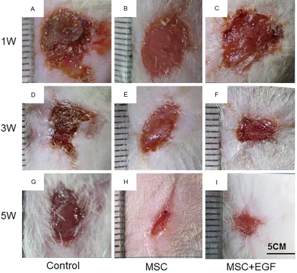 Figure 2. Images of regenerated skin following scaffold transplantation.