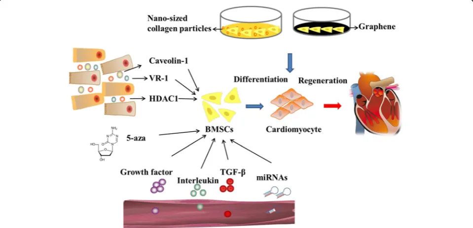 Fig. 1 The regulators which can differentiate BMSCs into cardiomyocytes. BMSC bone marrow-derived mesenchymal stem cell, HDAC histonedeacetylase, TGF-β transforming growth factor beta, VR-1 vanilloid receptor 1, 5-aza 5-azacytidine