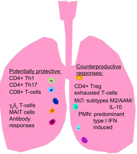 Figure 1 Tuberculosis (TB)-specific mucosal immune responses are important for protection against latent TB infection (LTBI) reactivation