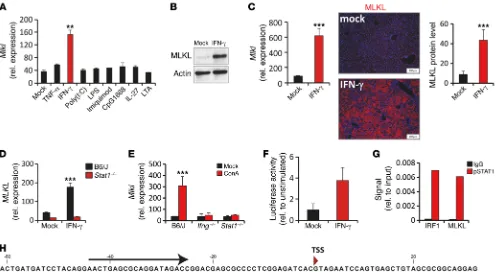 Figure 8. IFN-γlater, cells were stimulated with IFN-stimulated with IFN-–dependent STAT1 activation regulates MLKL expression in experimental hepatitis