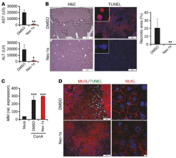 Figure 5. ConA-induced necrotic cell death depends on the kinase activity of RIPK1. C57BL/6 mice were treat-ed with vehicle (DMSO) or nec-1s 30 minutes prior to ConA administration