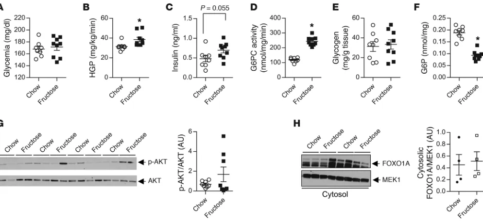Figure 7. HGP is unchanged in chow-fed ChKO. (A) Glycemia, (B) serum insu-lin levels, and (C) HGP were measured after a 4-hour fast in 5-month-old live, conscious, chow-fed WT and ChKO mice (n = 5 per group)