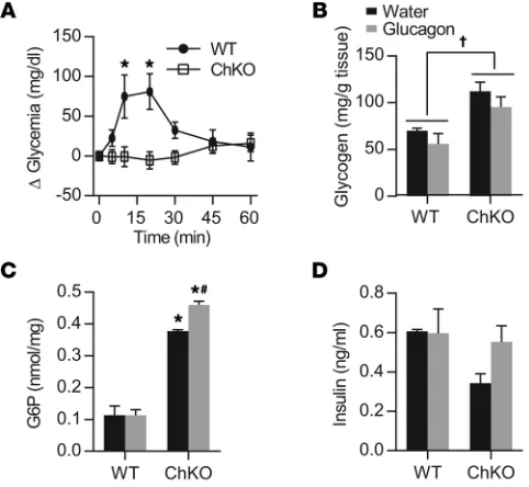 Figure 9. genotype. ChREBP is essential for glucagon-stimulated glucose produc-tion. (A) Changes in blood glucose levels were measured after glucagon (20 μg/kg body weight, ip) administration in ad libitum–fed 8- to 13-week-old male WT and ChKO mice (n = 6