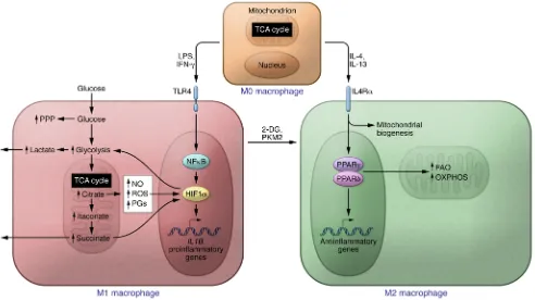 Figure 1. Metabolic reprogramming in macrophage polarization. LPS and IFN-γ induce M1 macrophages