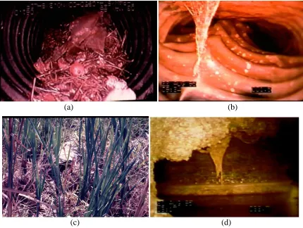 Figure 8. Common subsurface drainage system maintenance problems encountered by SHAs: (a) rodent nest, (b) crushed pipes during construction, (c) hidden outlet pipe, and 