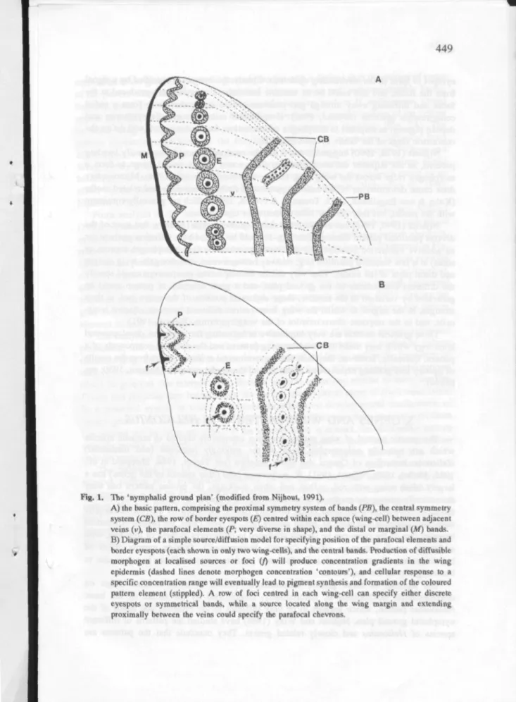 Fig. 1. The 'nymphalid ground plan' (modified from Nijhout, 1991).