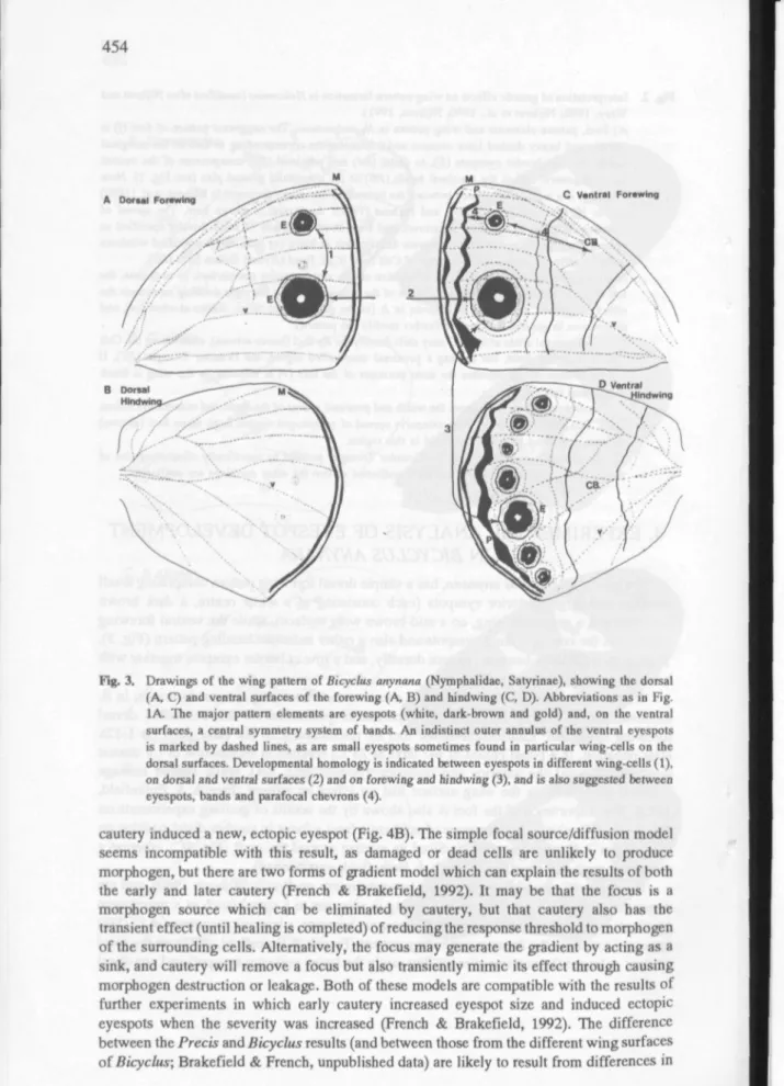 Fig. 3. Drawings of the wing pattern of Bicyclas anynana (Nymphalidae, Satyrinae), showing the dorsal (A, C) and ventral surfaces of the forewing (A, B) and hindwing (C, D)