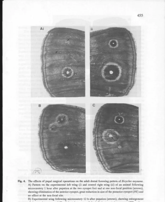 Fig. 4. The effects of pupal surgical operations on the adult dorsal forewing pattern of Bicyclus anynana.