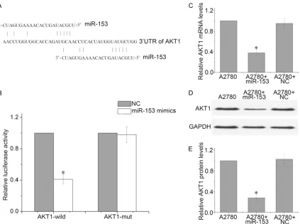 Figure 3. AKT1 is a direct target of miR-153 in ovarian cancer cells. A: Seed sequences of miR-153 in the 3’-UTR of AKT1