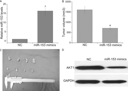 Figure 4. Overexpression of AKT1 reverses the Inhibition Effect of miR-153 on cell proliferation