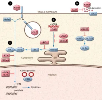 Figure 1. Innate immune evasion by KSHV. KSHV encodes multiple viral proteins that inhibit innate immune pathways