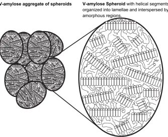 Fig. 11. SEM micrographs of (a) amylose-CLA (b) amylose-SA complexes produced at 60 �C