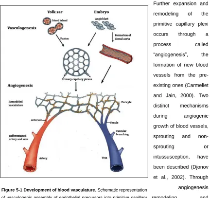Figure 5-1 Development of blood vasculature. Schematic representation 