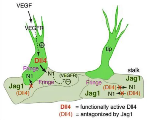 Figure 5-3 Regulatory mechnisms in control of tip/stalk 