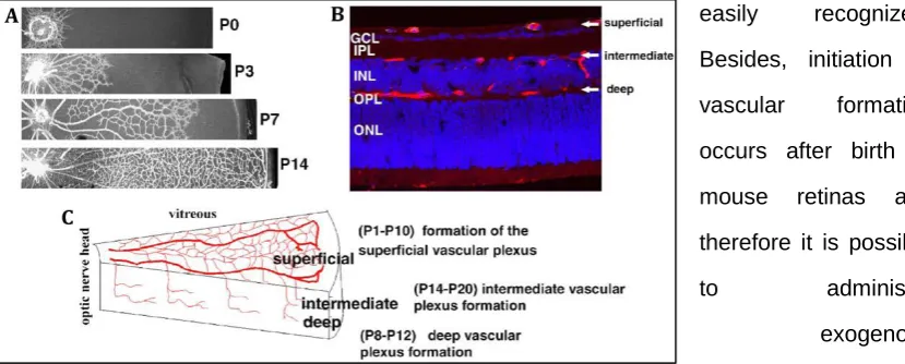 Figure 5-7 Development of the blood vessels of postnatal mouse retina (reproduced from Dorrell and Friedlander, 2006)