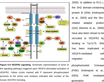 Figure 5-9 VEGFR2 signaling. Schemetic representation of some of 