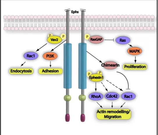 Figure 5-11 Eph receptor forward signaling. Schemetic representation of some of the signaling pathways triggered by Eph receptor activation