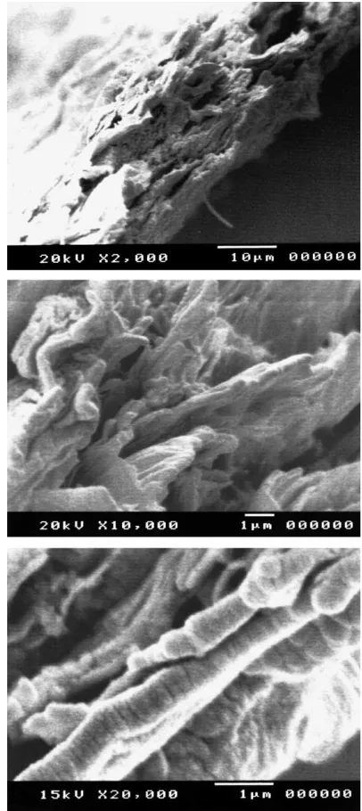 Fig. 4. SEM micrographs of GO ﬁlm prepared from Dispersion 1.Transverse views of freeze fractured ﬁlm.