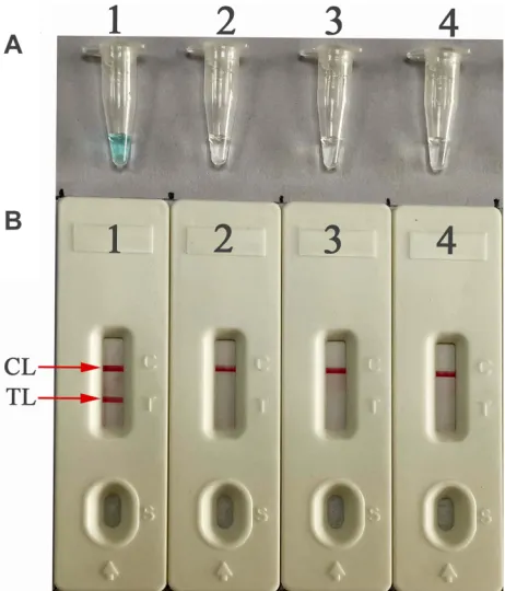 Figure 2 Conﬁrmation and veriﬁcation of E. faecalis-MCDA products. (A) The E.faecalis-MCDA ampliﬁcation products were detected by the MG method throughvisual observation of the color change