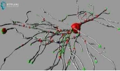 Figure. NEURON cell builder window 