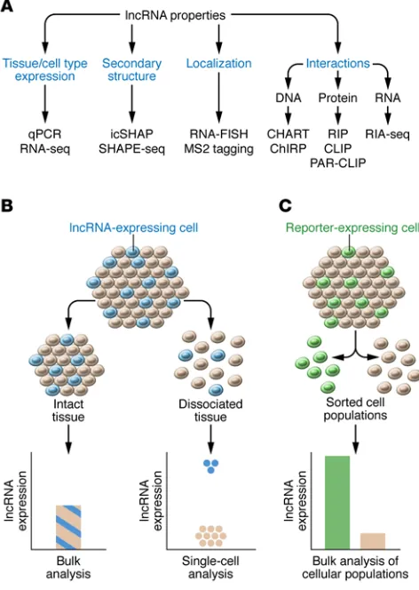 Figure 2. Techniques to investigate lncRNA properties and tissue expres-sion. (A) These techniques include quantitative PCR (qPCR) and RNA-seq for transcript expression; RNA fluorescence ISH (FISH) or MS2 tagging (128) for localization; icSHAPE (24) or SHA