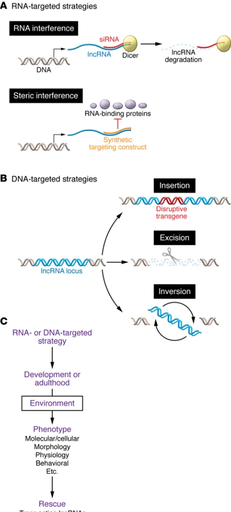Figure 3. DNA- and RNA-targeted strategies and general workflow. (A) RNA-targeted approaches to attenuate lncRNA expression include RNAi, which degrades the lncRNA complementary to the experimentally introduced RNA
