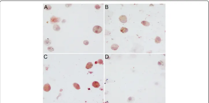 Fig. 1 B cell activating factor (BAFF) expression in the cells of sputum from the subjects