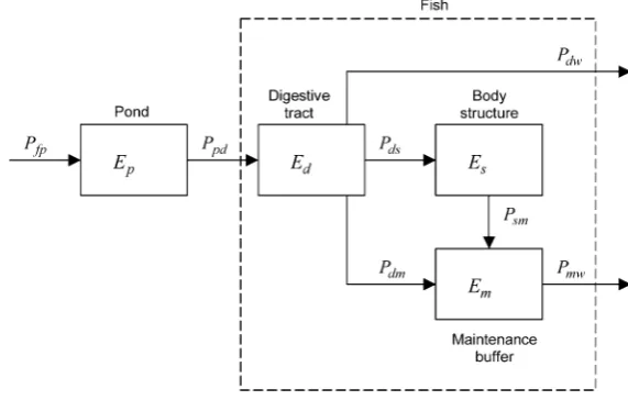 Fig. 4 Scheme of a four-compartment digestion model.compartments, tagged byrespectively